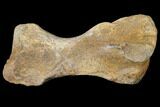 Fossil Turtle Humerus - Hell Creek Formation #133303-1